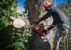 Tree services Vancouver WA sidebar image